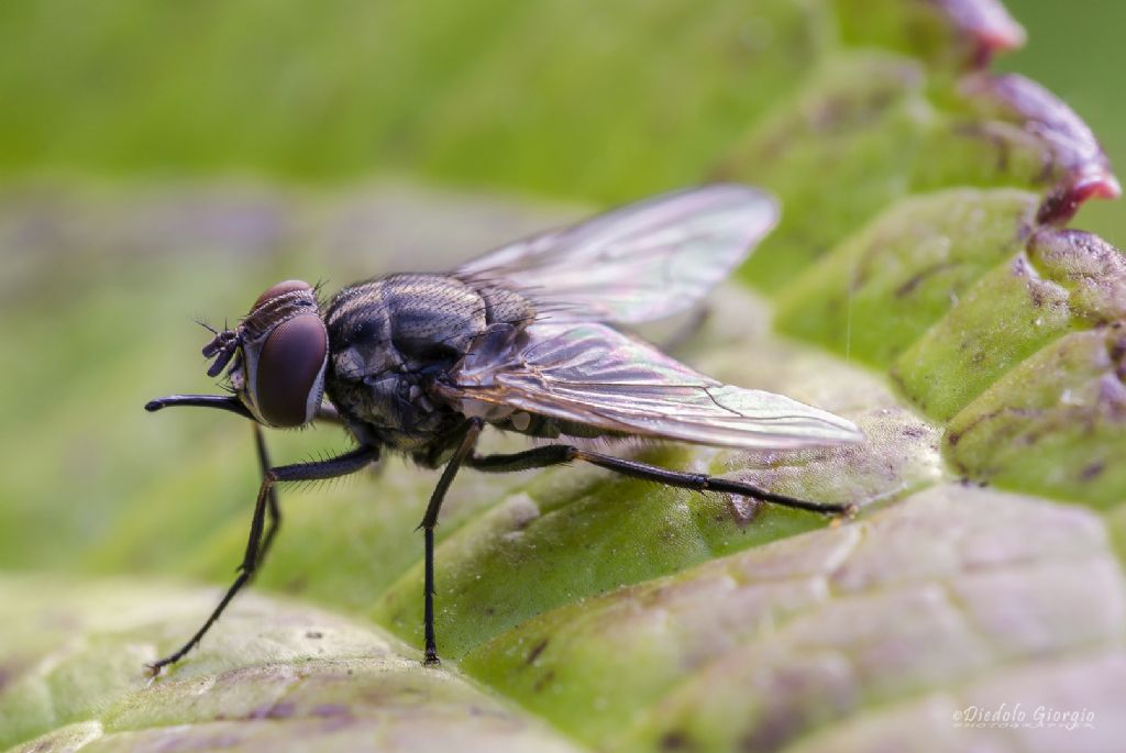 Platipalpus sp. (Hybotidae)♀ e  Stomoxys calcitrans (Muscidae)♂